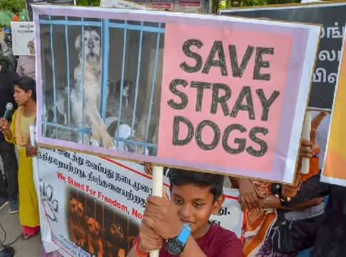 Stray Dogs
